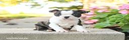 Boston Terrier dogs for sale: Lily - Ad 2