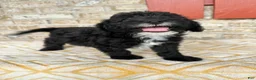 Mini Bernedoodle dogs for sale: Nico - Ad 3
