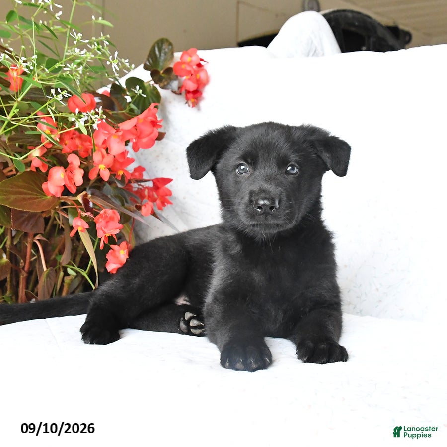 German Shepherd dogs Moose - Ad 2