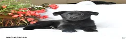 German Shepherd dogs for sale: Moose - Ad 2