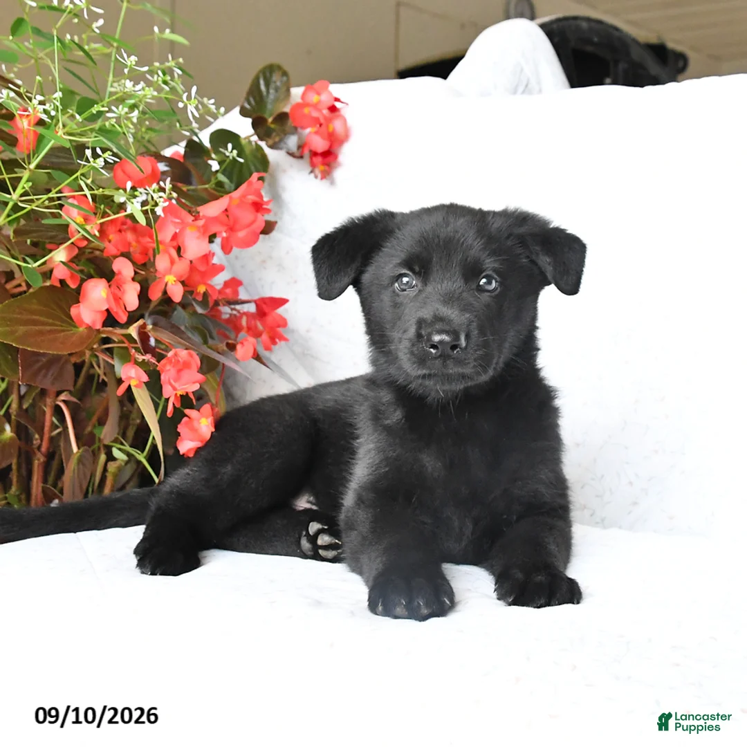German Shepherd dogs for sale: Moose - Ad 2