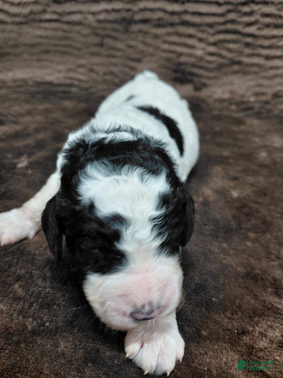 Bernedoodle dogs for sale: Baxter - Ad 5