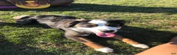 Miniature Australian Shepherd dogs for sale: Miniature Australian Shepherd 1 - Ad 2