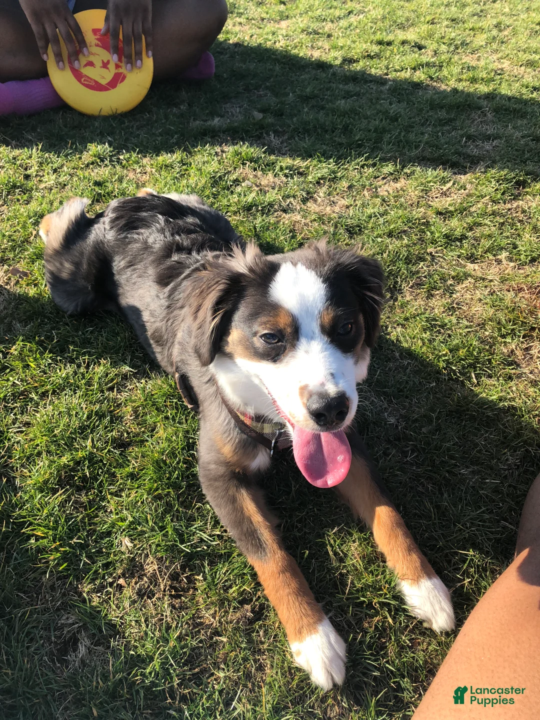 Miniature Australian Shepherd dogs for sale: Miniature Australian Shepherd 1 - Ad 2