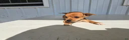 Chihuahua dogs for sale: Brutis - Ad 8