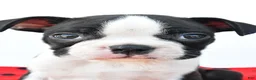 Boston Terrier dogs for sale: Ranger - Ad 9