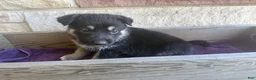 German Shepherd dogs for sale: MJ - Ad 9
