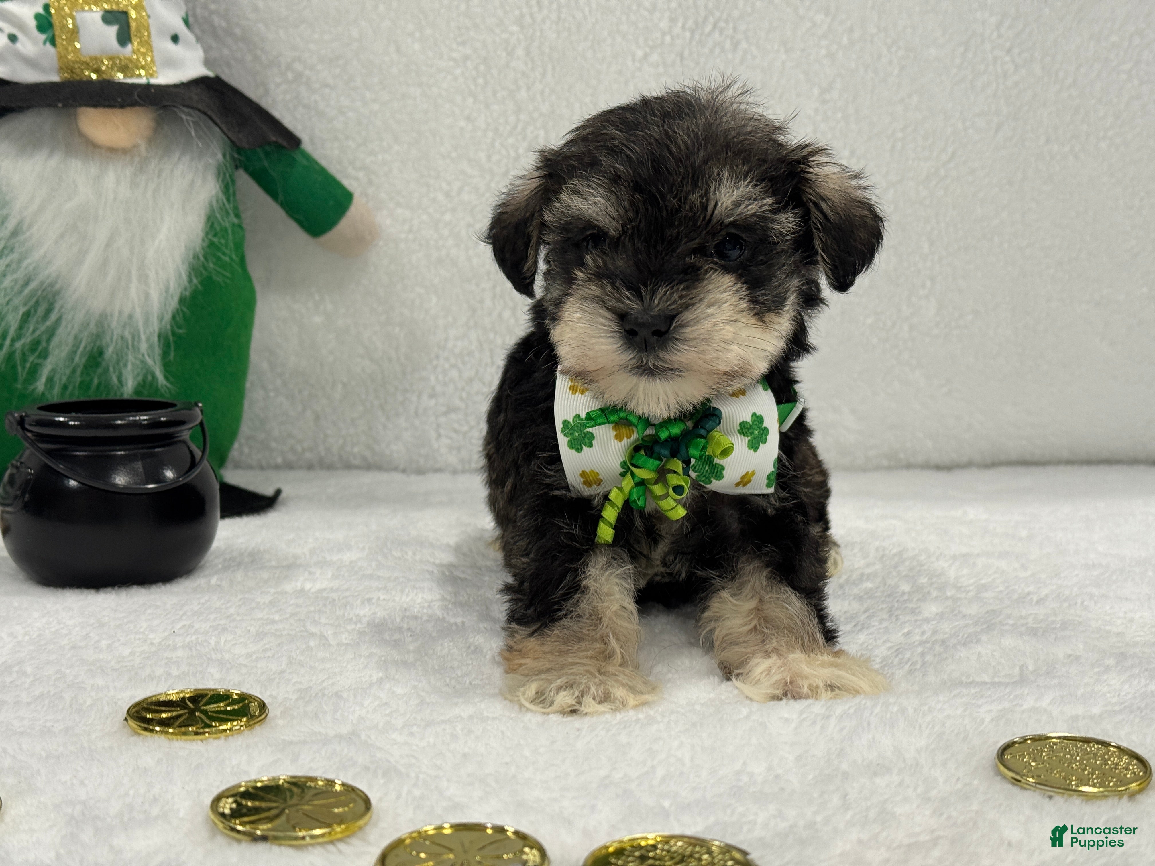 Miniature Schnauzer dogs Gypsy Male 2 - Ad 13