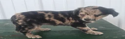 Chihuahua dogs for sale: Chihuahua Puppy 2 marissa - Ad 1