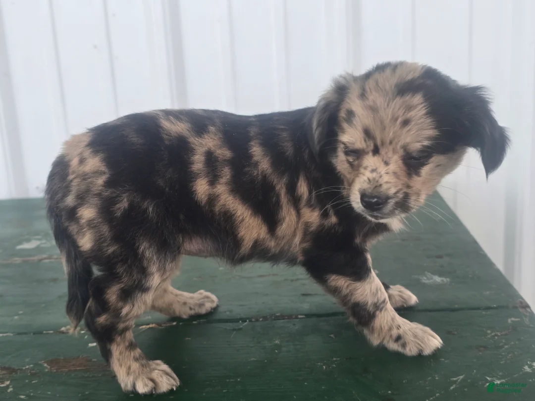 Chihuahua dogs for sale: Chihuahua Puppy 2 marissa - Ad 1