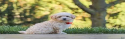 Maltipoo dogs for sale: Ollie - Ad 6