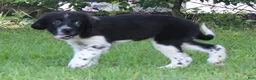 Newfoundland dogs for sale: Molly - Ad 5