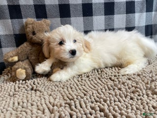 Mixed Breed dogs Scott - Ad 36