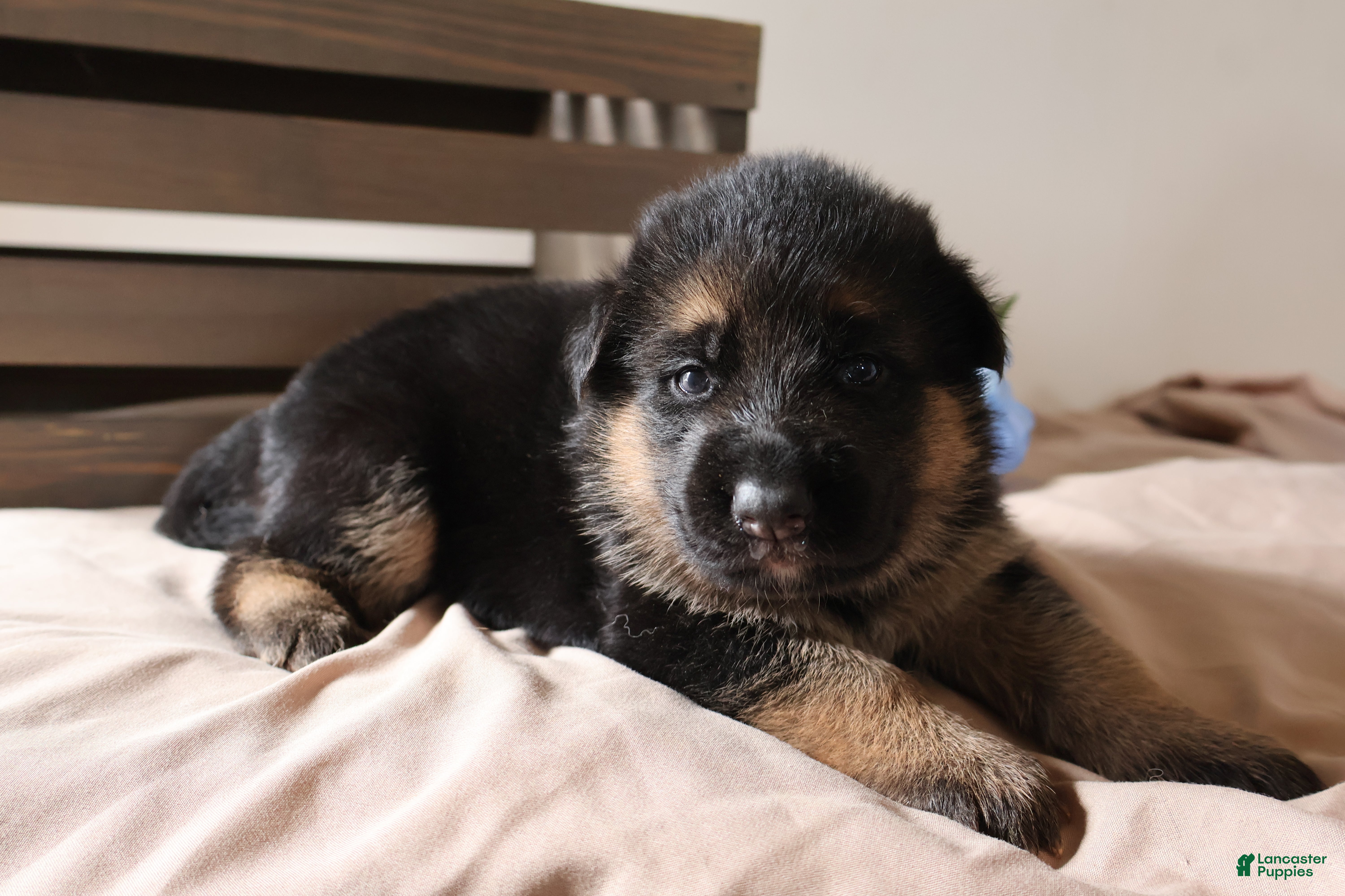 German Shepherd dogs Sparkle - Ad 1