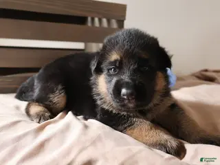 German Shepherd dogs for sale: Sparkle - Ad 4