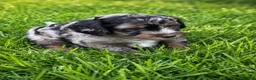 Bernedoodle dogs for sale: Moon - Ad 6
