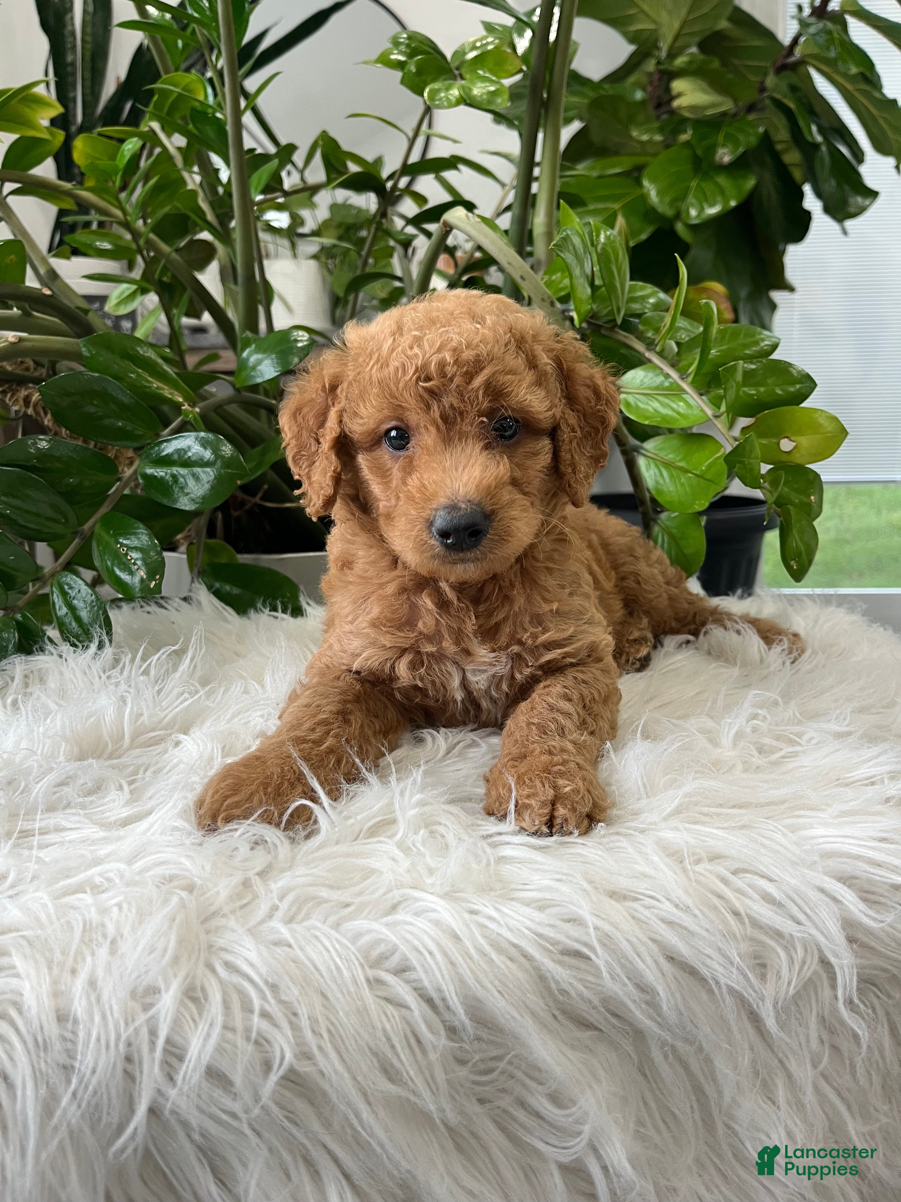 Mini Goldendoodle dogs Carter - Ad 2