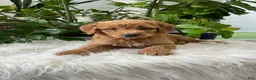 Mini Goldendoodle dogs for sale: Carter - Ad 2