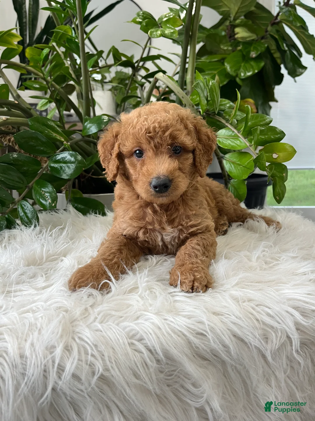 Mini Goldendoodle dogs for sale: Carter - Ad 2