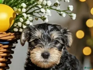 Mixed Breed dogs for sale: Mixed Breed Puppy 1 - Ad 2