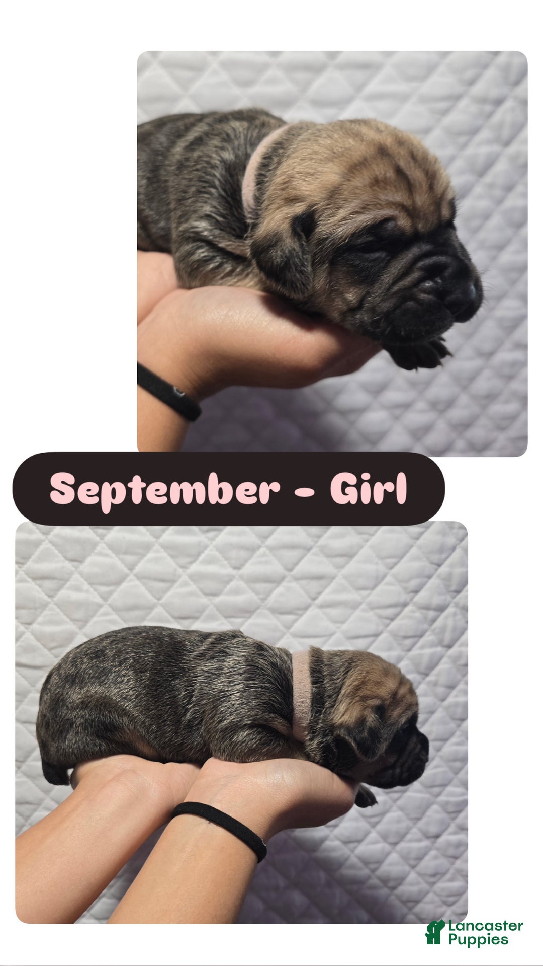 Cane Corso dogs for sale: Cane Corso Puppy 11 - Ad 4