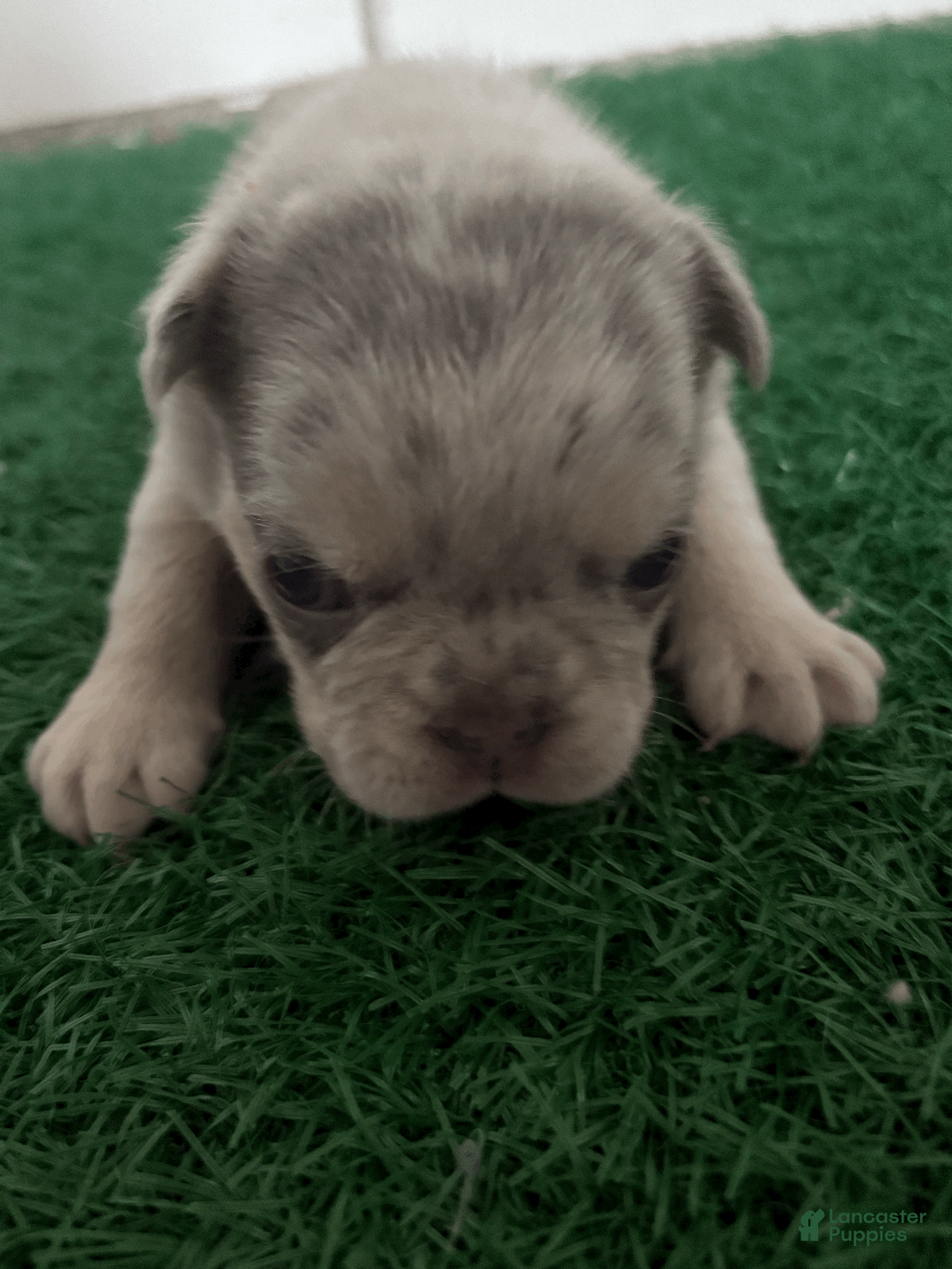 French Bulldog dogs for sale: symbetta - Ad 1