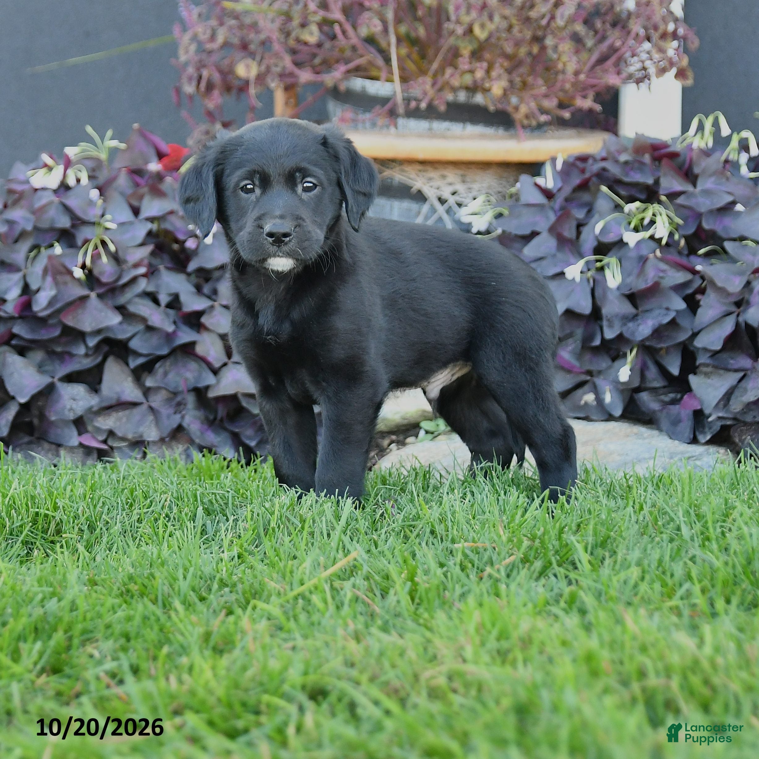 Mixed Breed dogs Chip - Ad 1