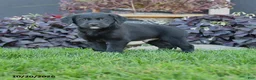 Mixed Breed dogs for sale: Chip - Ad 1