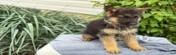 German Shepherd dogs for sale: Gunther - Ad 15