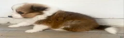 Shetland Sheepdog dogs for sale: Sylvan  - Ad 5