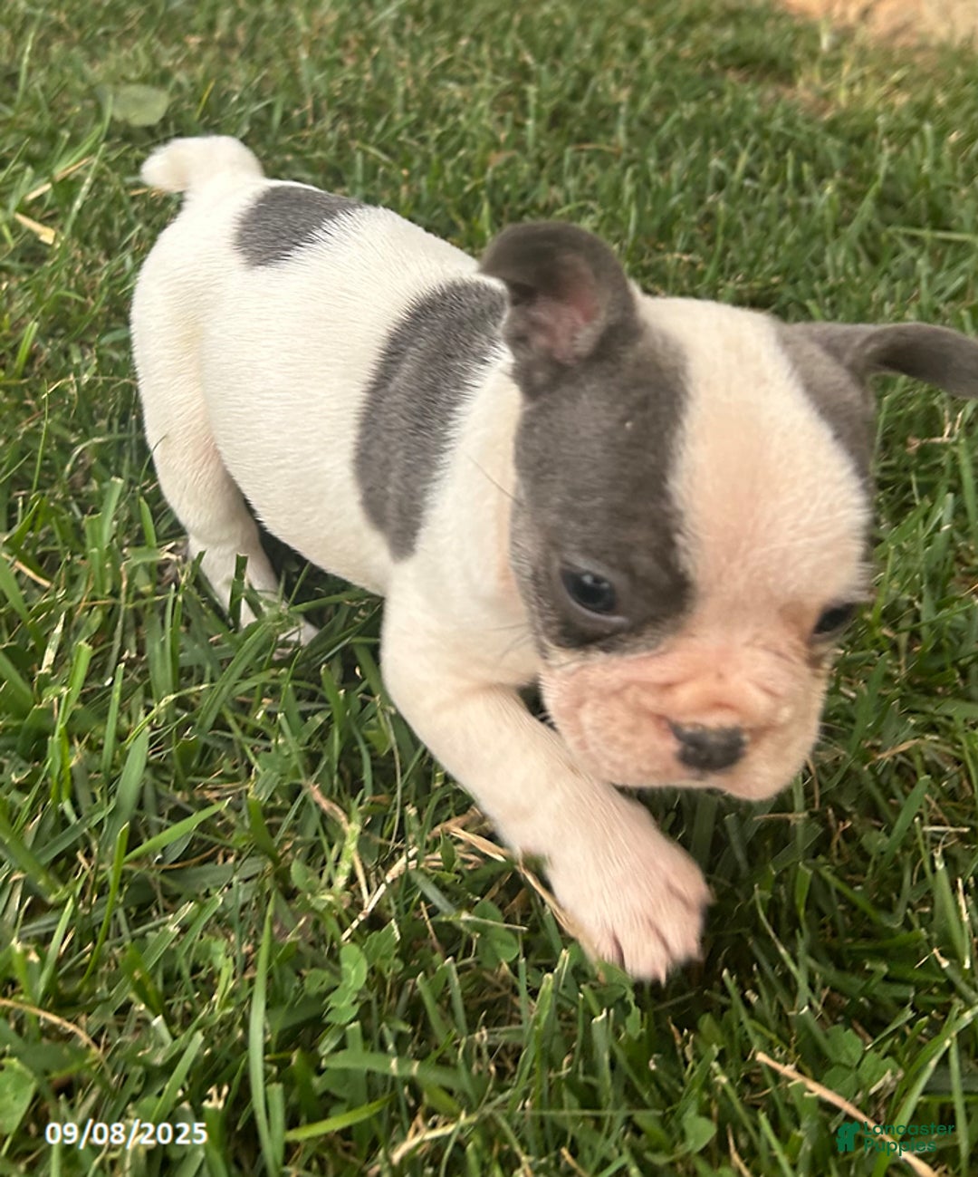 French Bulldog dogs for sale: Bonnie - Ad 20