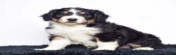 Bernedoodle dogs for sale: Mr. Howie - Ad 5