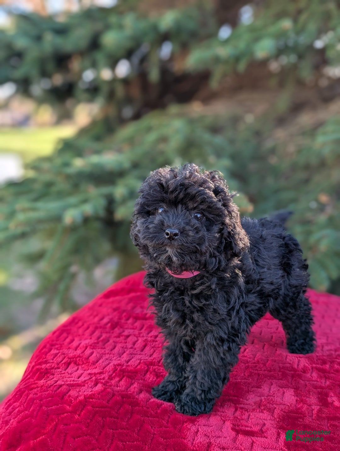 Shihpoo dogs for sale: Willow  - Ad 6