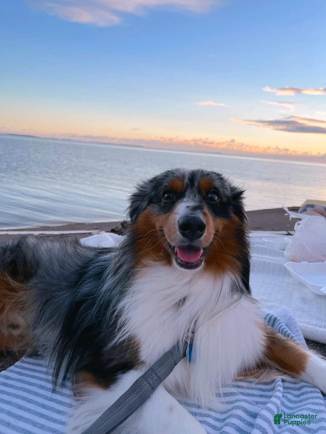 Australian Shepherd dogs for stud: Tuff Ol'son - Ad 1