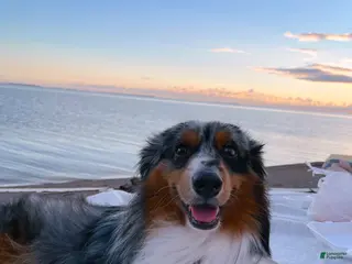 Australian Shepherd dogs Tuff Ol'son - Ad 2