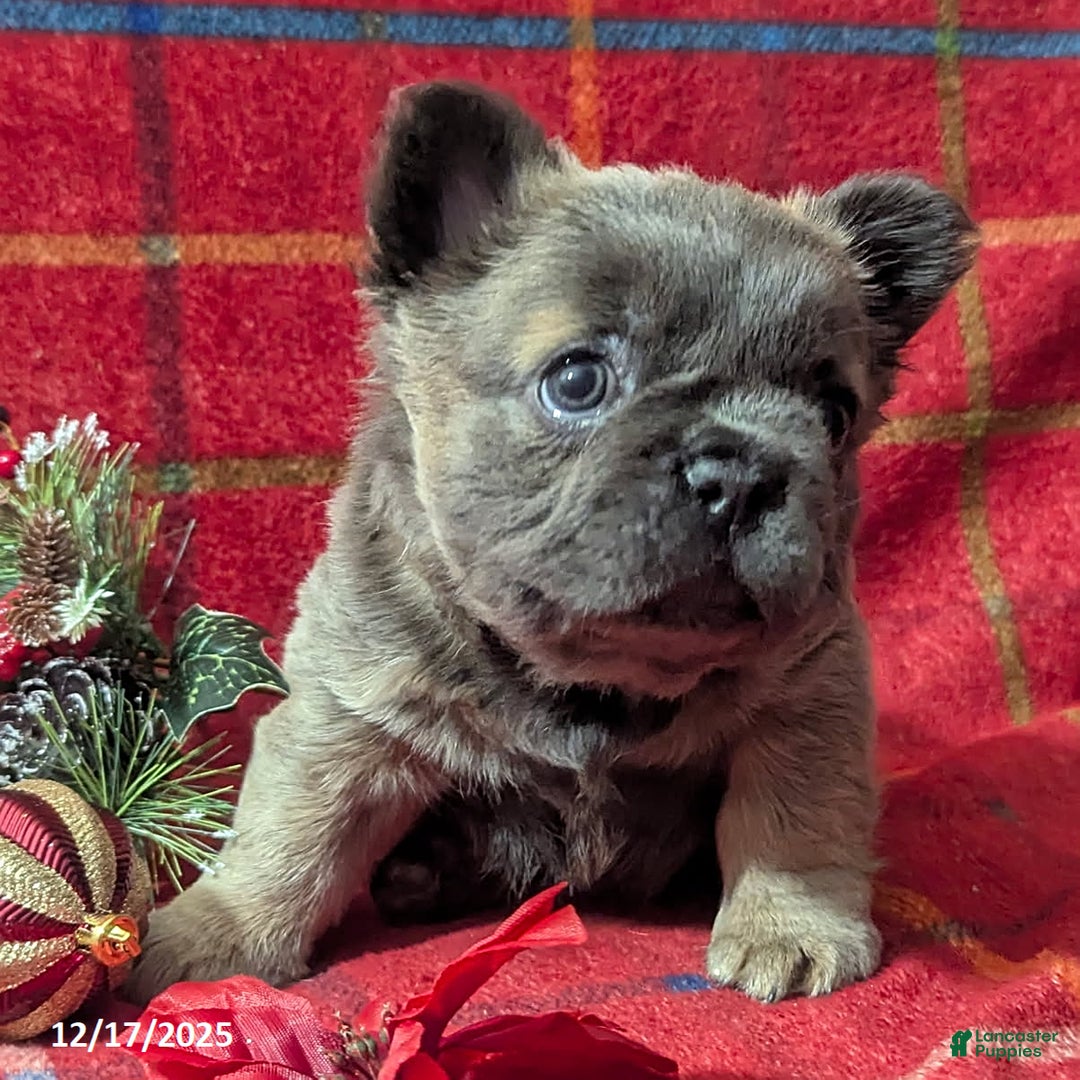 French Bulldog dogs for sale: Abby FLUFFY - Ad 4