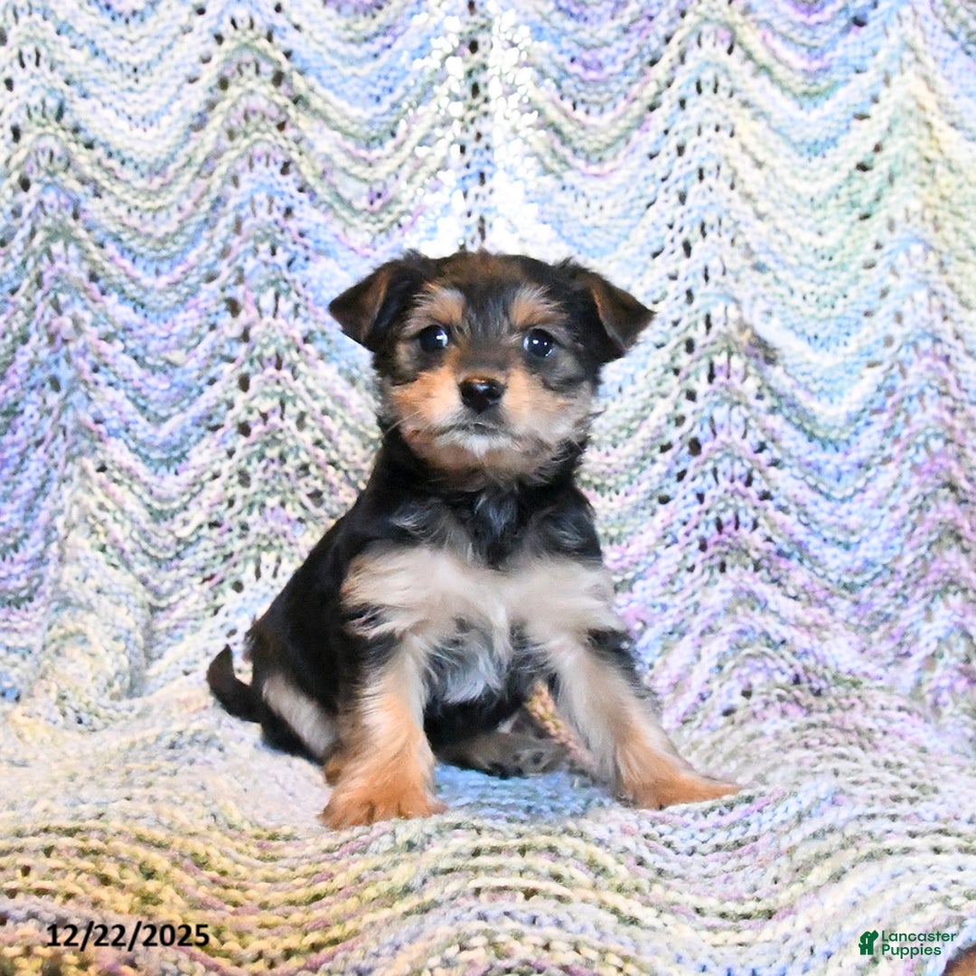 Yorkiepoo dogs for sale: Emmy - Ad 1