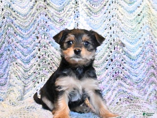 Yorkiepoo dogs Emmy - Ad 17