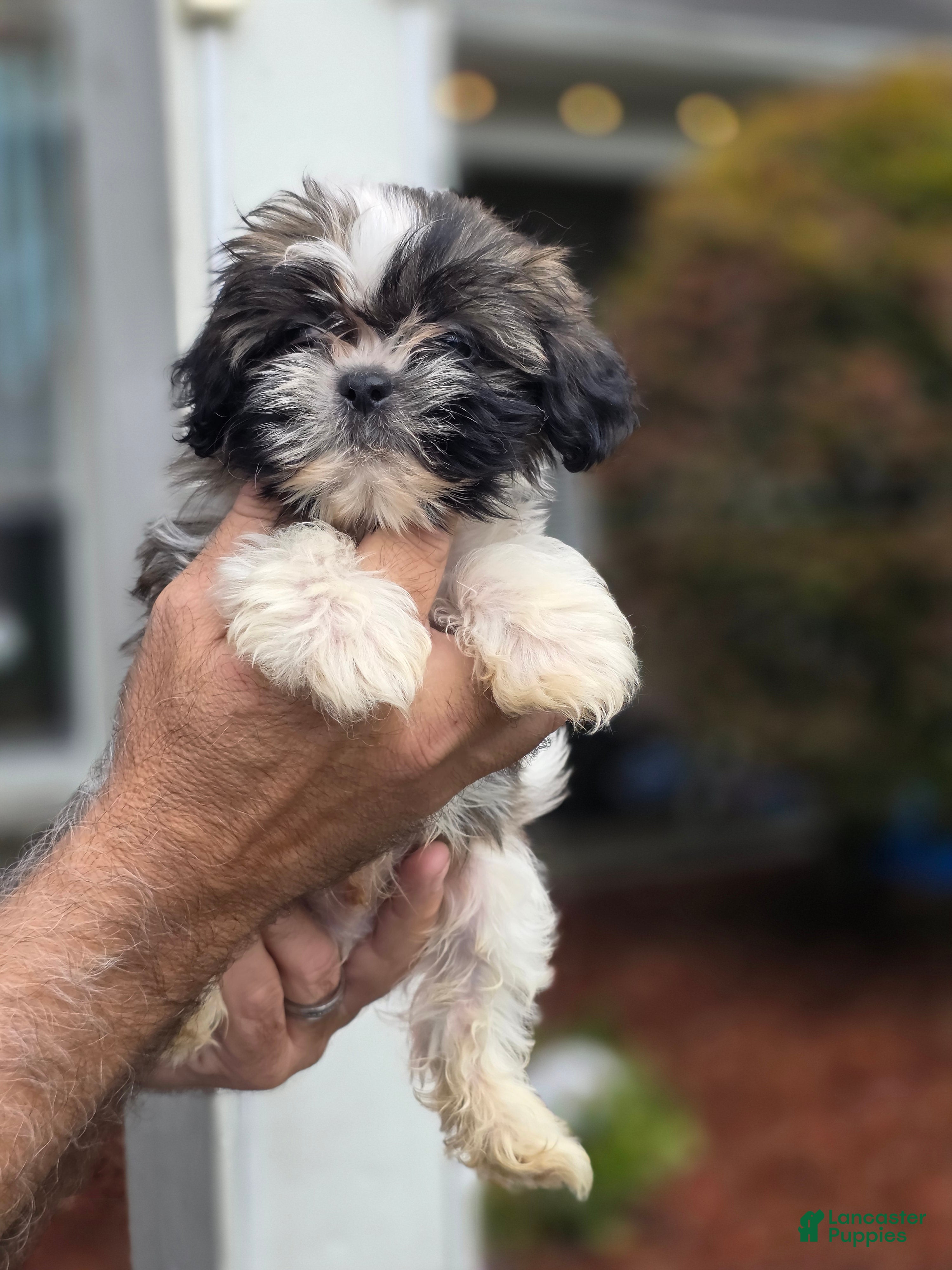 Shih Tzu dogs Penny  - Ad 1