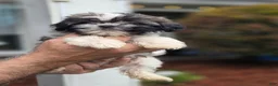 Shih Tzu dogs for sale: Penny  - Ad 1