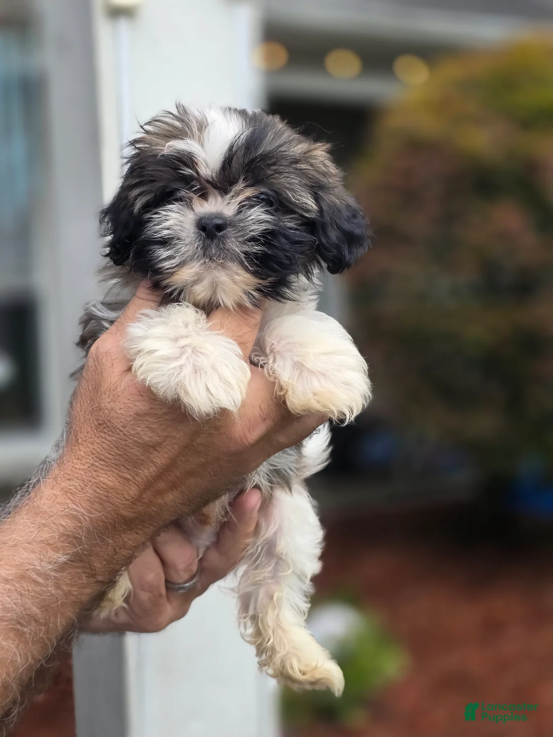 Shih Tzu dogs for sale: Penny  - Ad 1