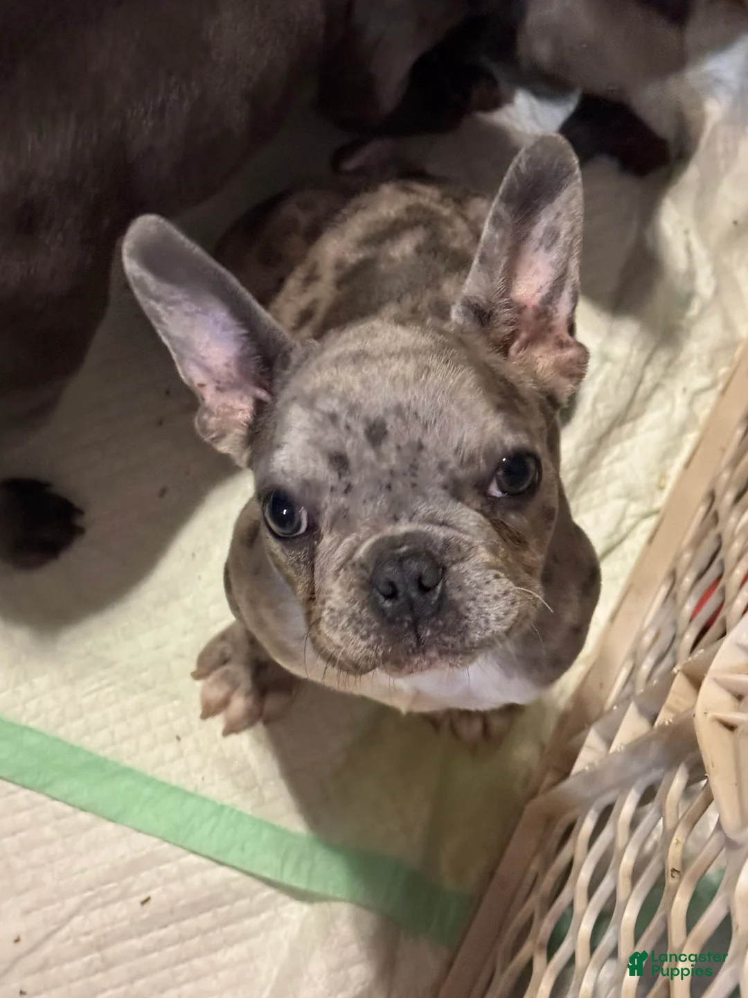 French Bulldog dogs for sale: Emerald - Ad 1