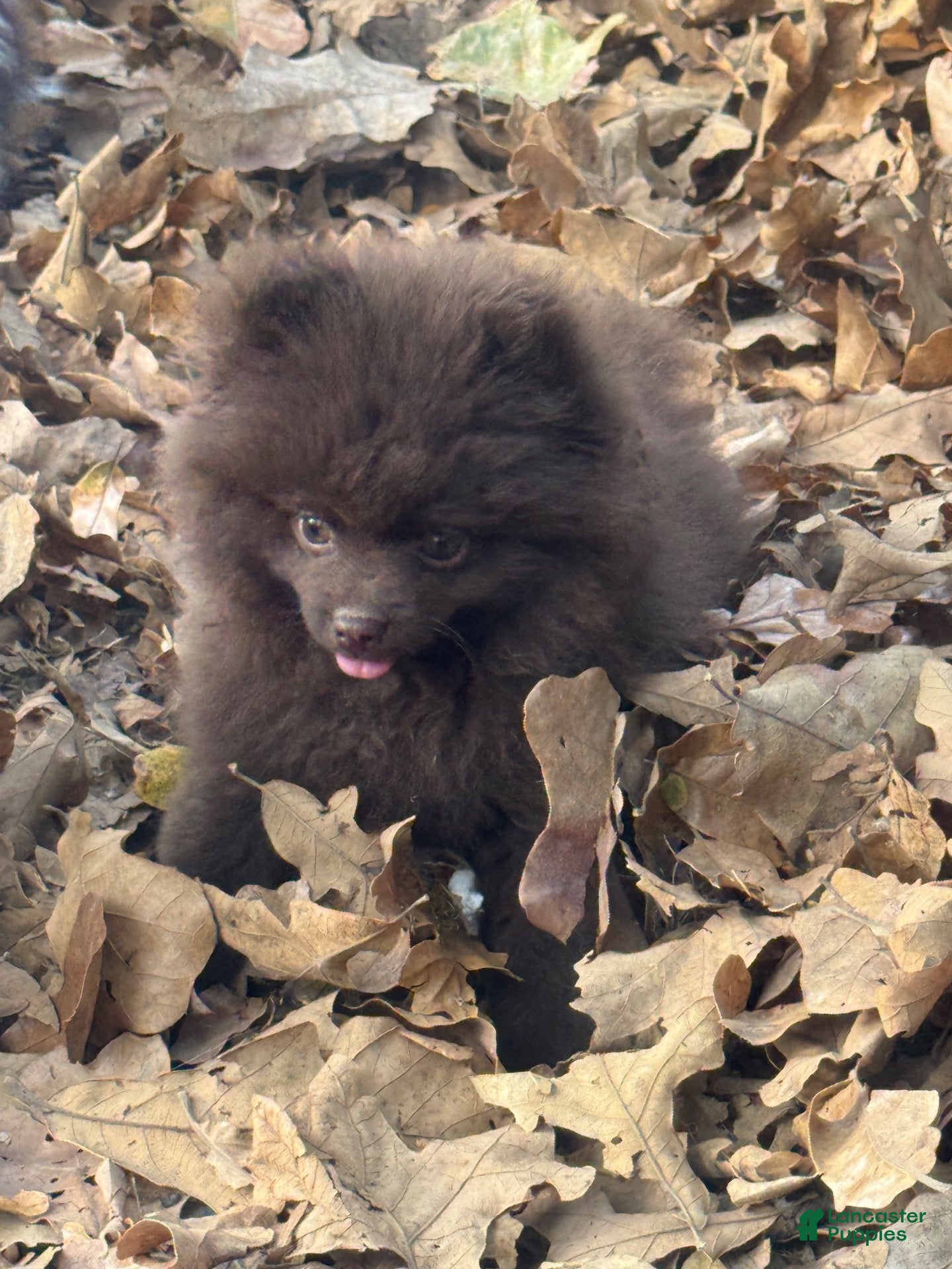 Pomeranian dogs for sale: Chocolate mousse - Ad 1