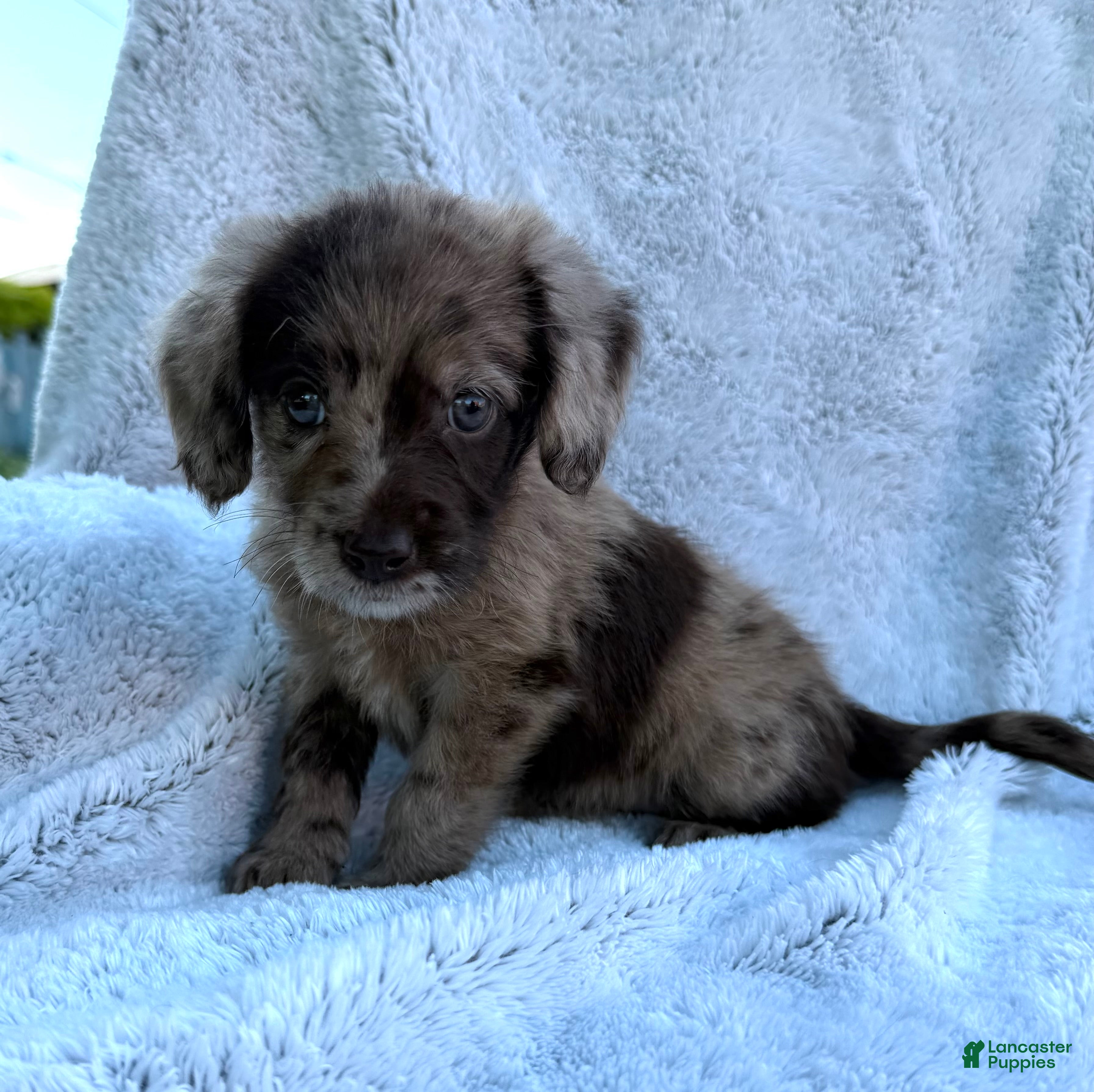 Labradoodle dogs Jenna - Ad 2