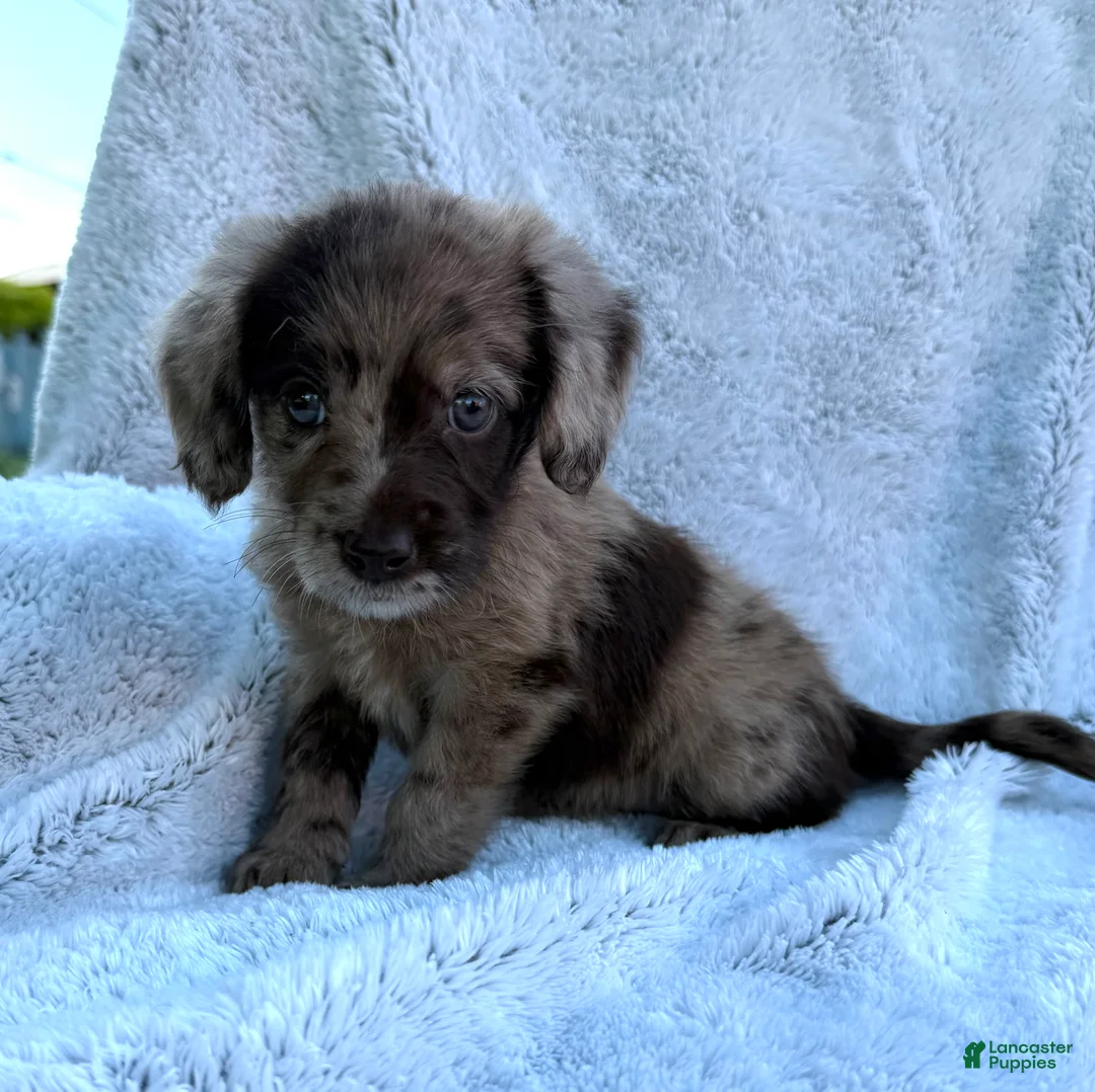 Labradoodle dogs for sale: Jenna - Ad 2