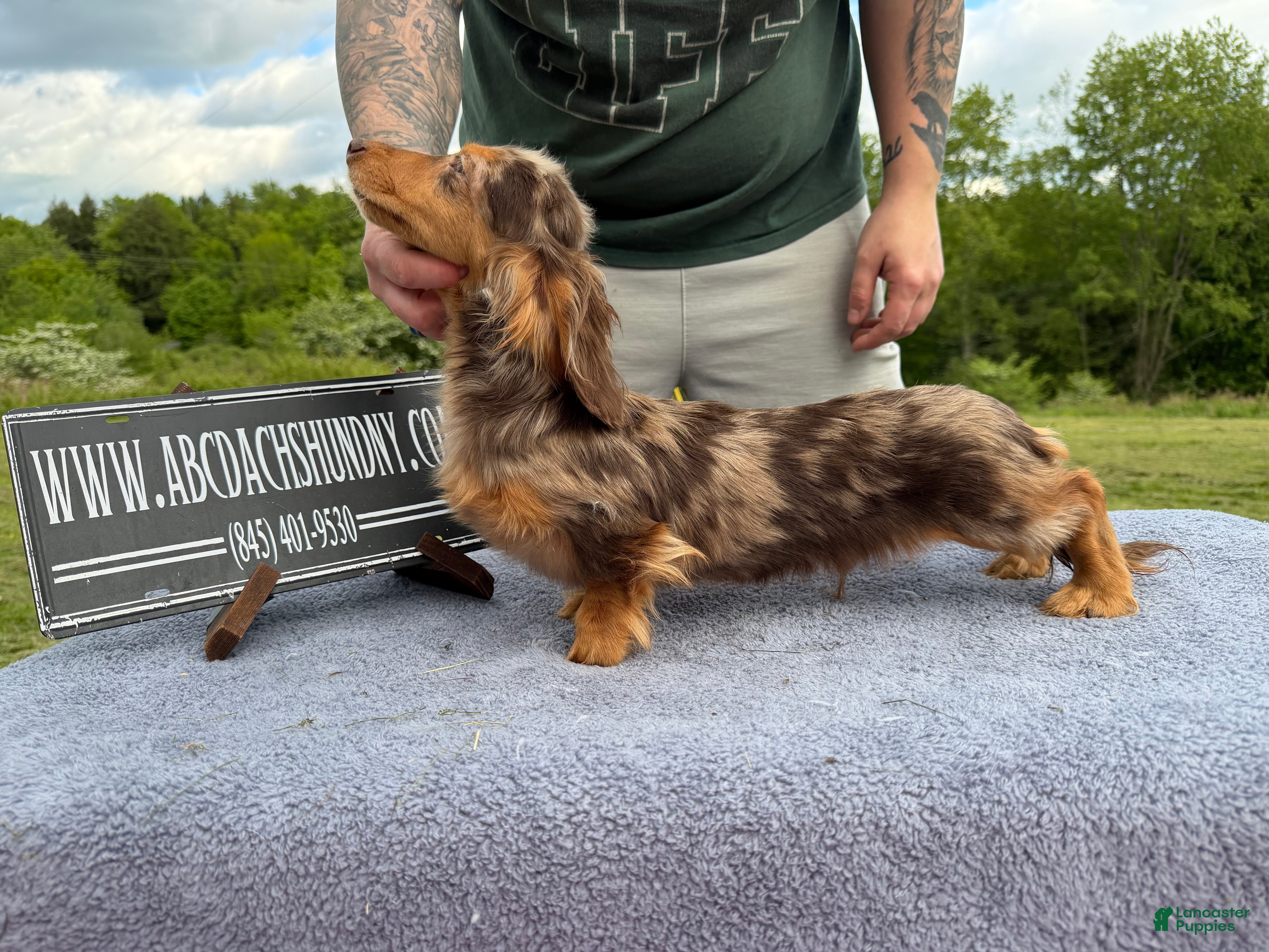 Miniature Dachshund dogs Import Show Boy Chocolate Dapple  - Ad 10