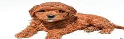 Mini Goldendoodle dogs for sale: Jewel  - Ad 3