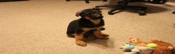 German Shepherd dogs for sale: German Shepherd Puppy 1 - Ad 2