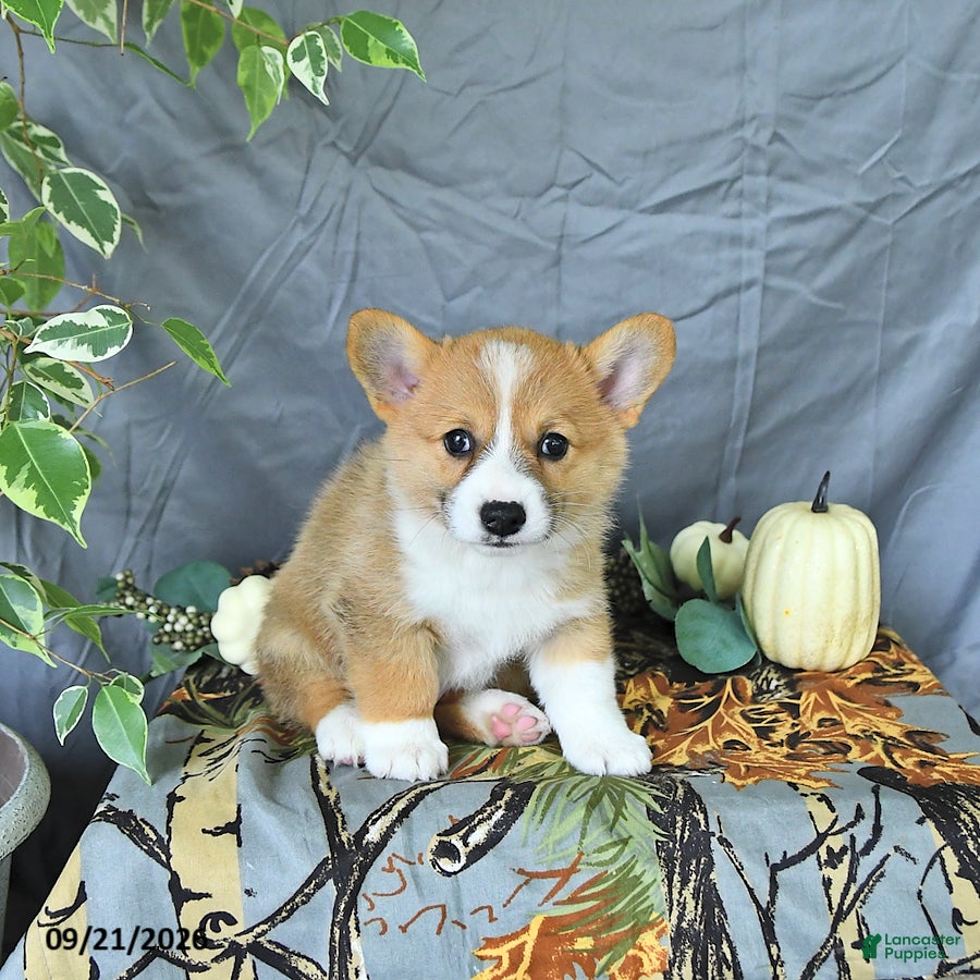 Welsh Corgi Pembroke dogs Arthur - Ad 2