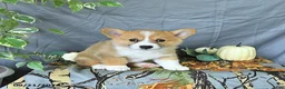 Welsh Corgi Pembroke dogs for sale: Arthur - Ad 2